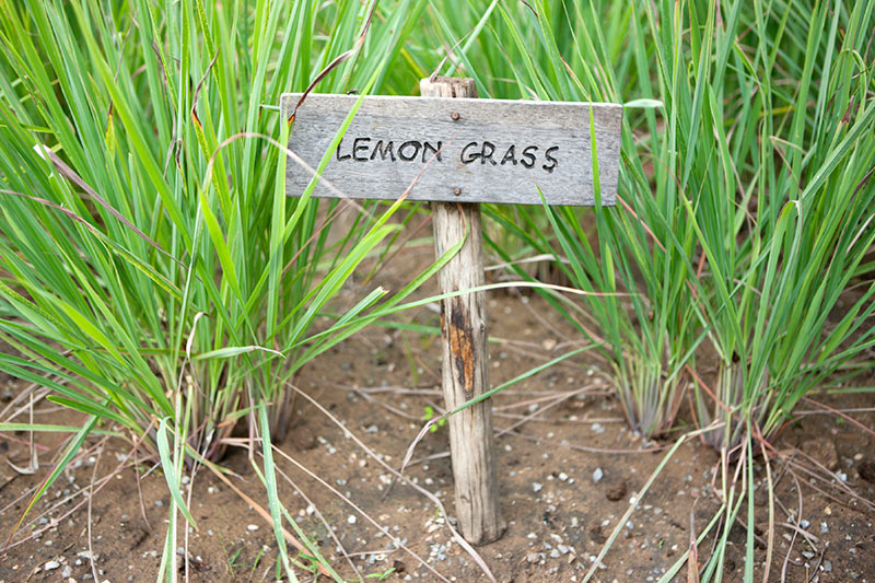 The 10 Benefits of Lemon Grass